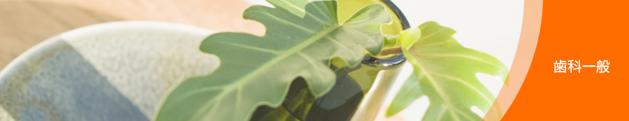 歯科一般