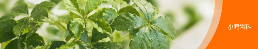小児歯科